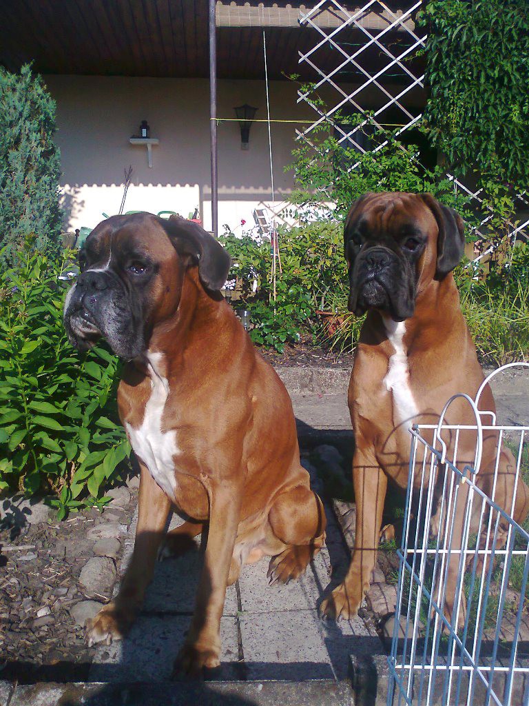 Ares und Elton am Gartenzaun...